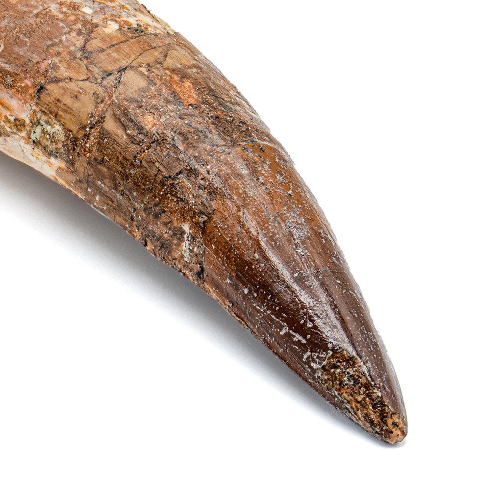 Spinosaurus Tooth - SOLD Beyond XL 8.75"