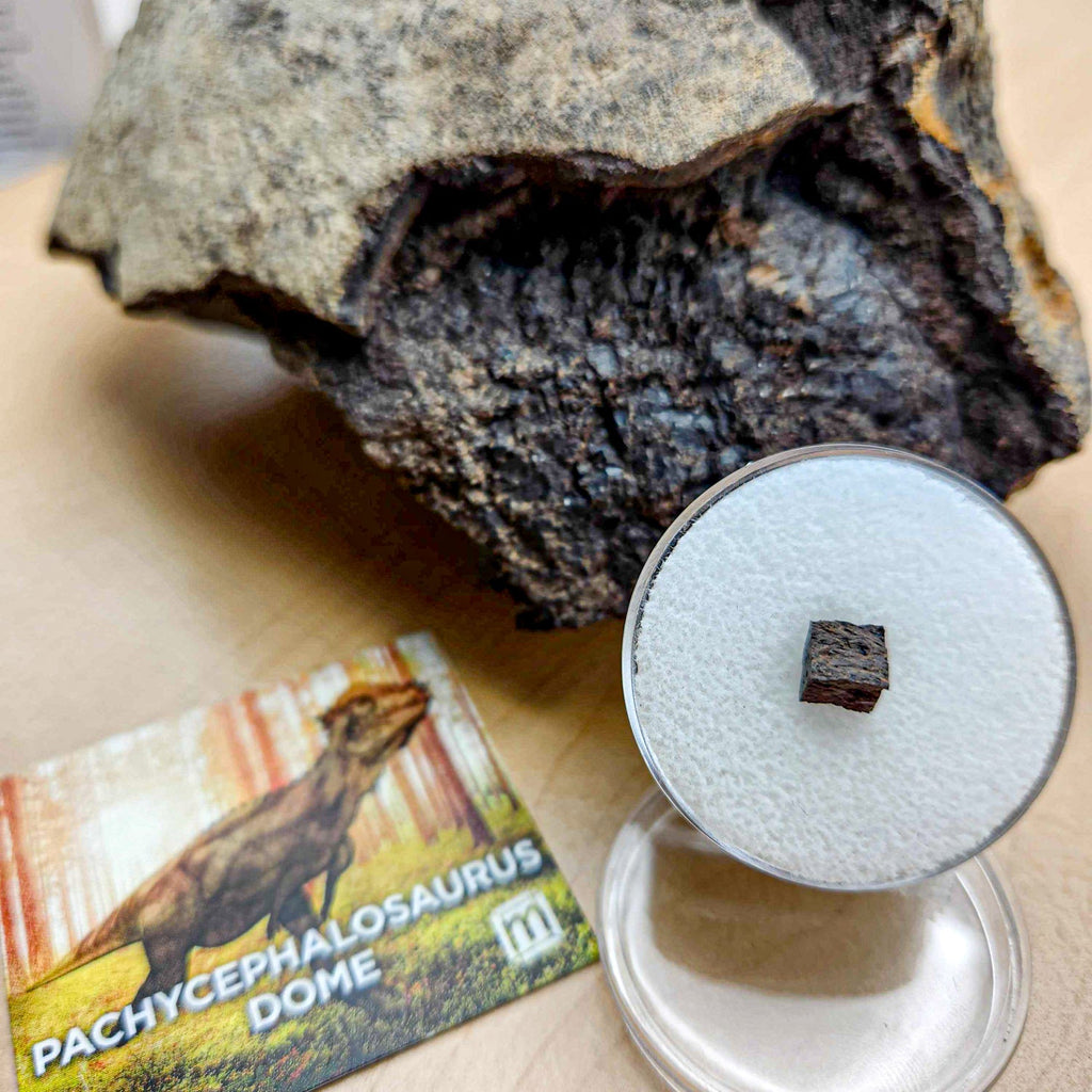 Pachycephalosaurus Dome Fragment