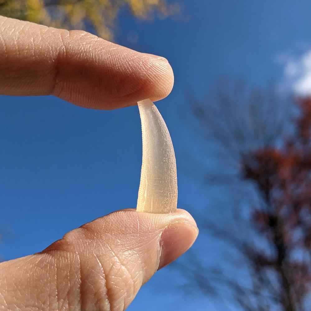 Tyrant King Pocket Fossil: 3D Printed Tyrannosaurus Rex Tooth Made with Real Fossil Material