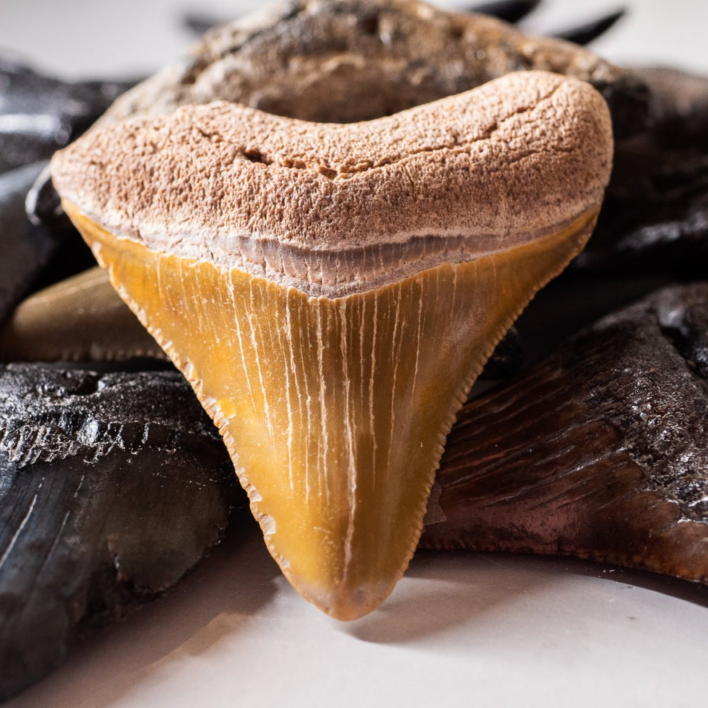 Megalodon Natural Fossil Teeth - Mini Museum