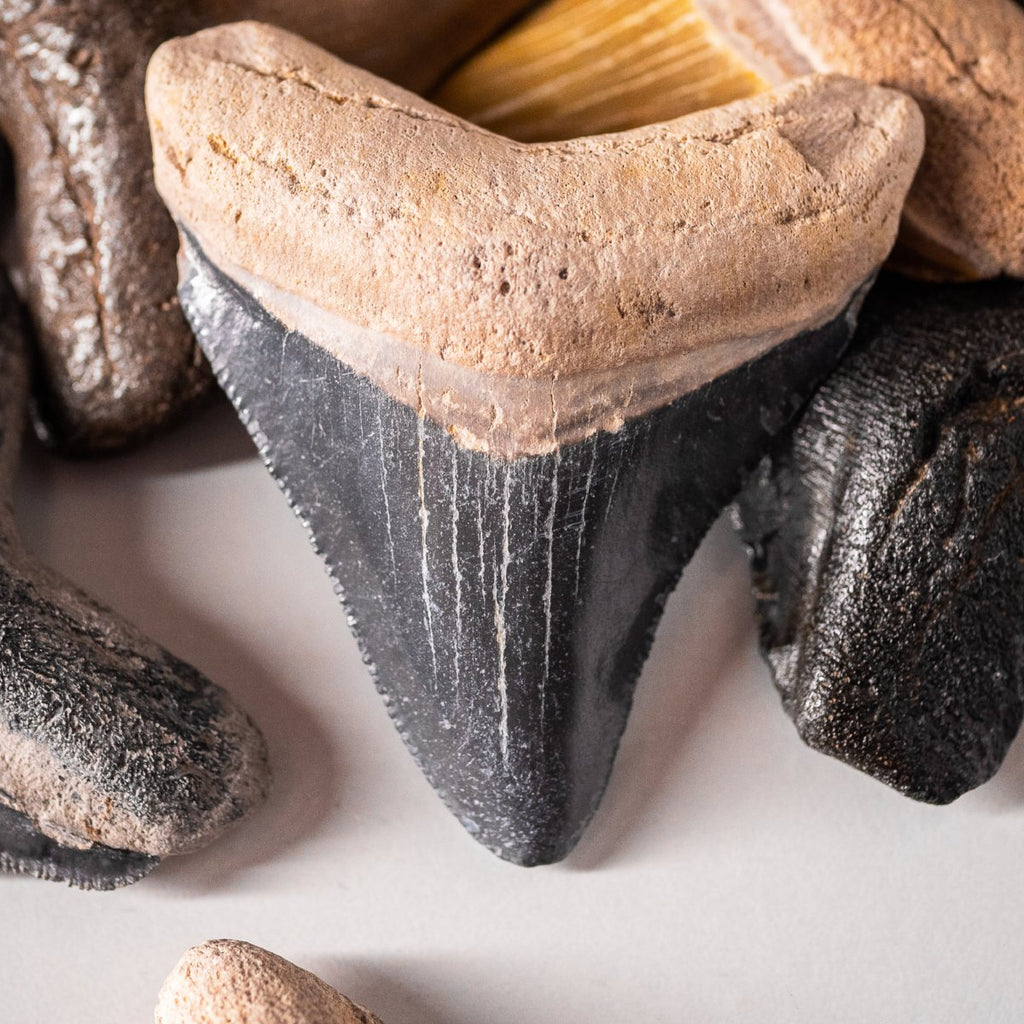 Megalodon Natural Fossil Teeth - Mini Museum