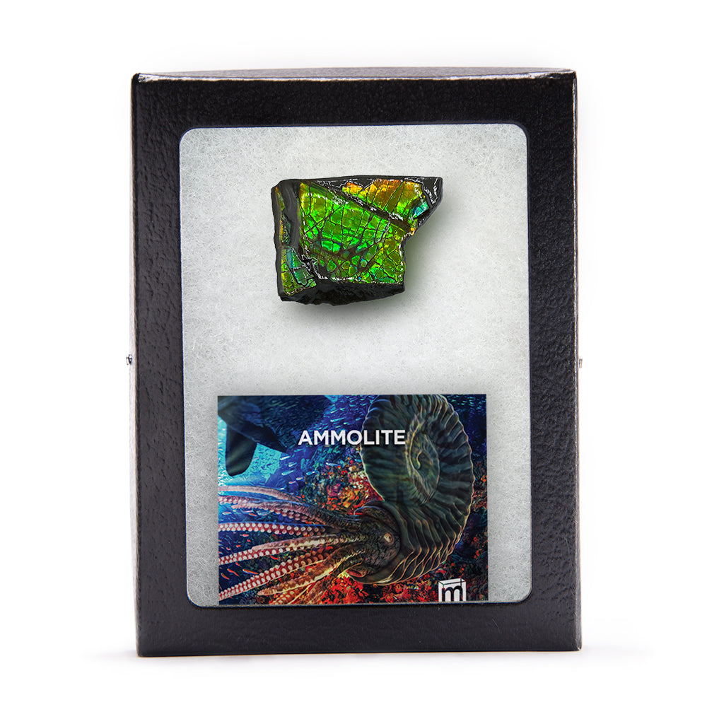 Ammolite - Gem Quality Ammonite Fossil Fragment