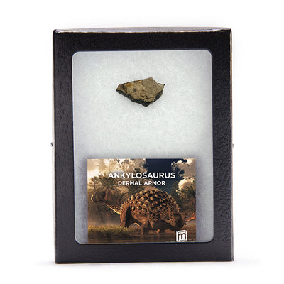Ankylosaurus Dermal Armor - Scute Fragment