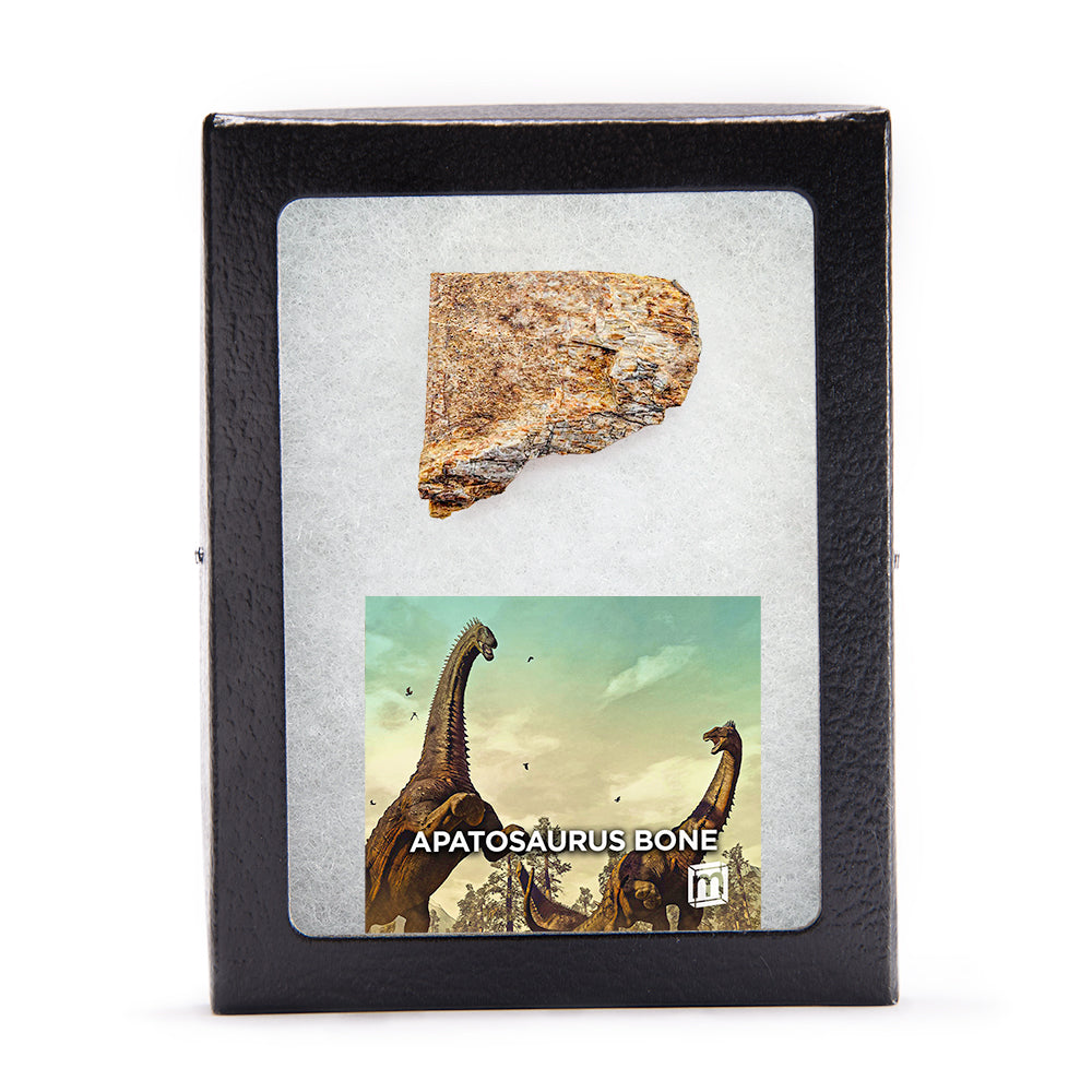 Apatosaurus Bone - Classic Riker Display Case Fragment