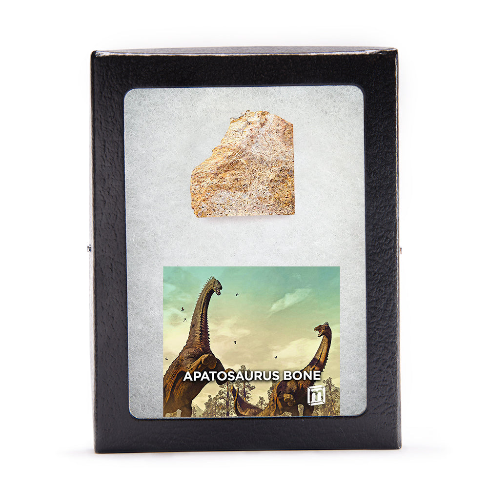 Apatosaurus Bone - Classic Riker Display Case Fragment