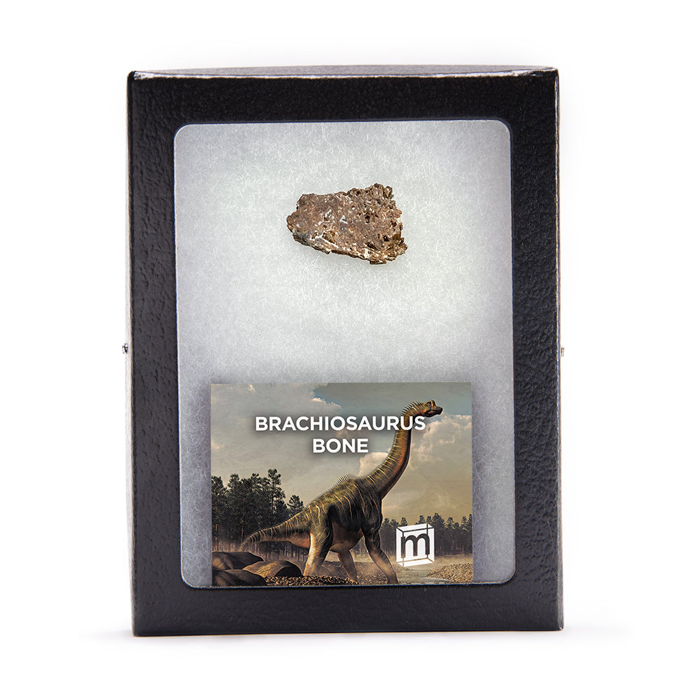 Brachiosaurus Bone