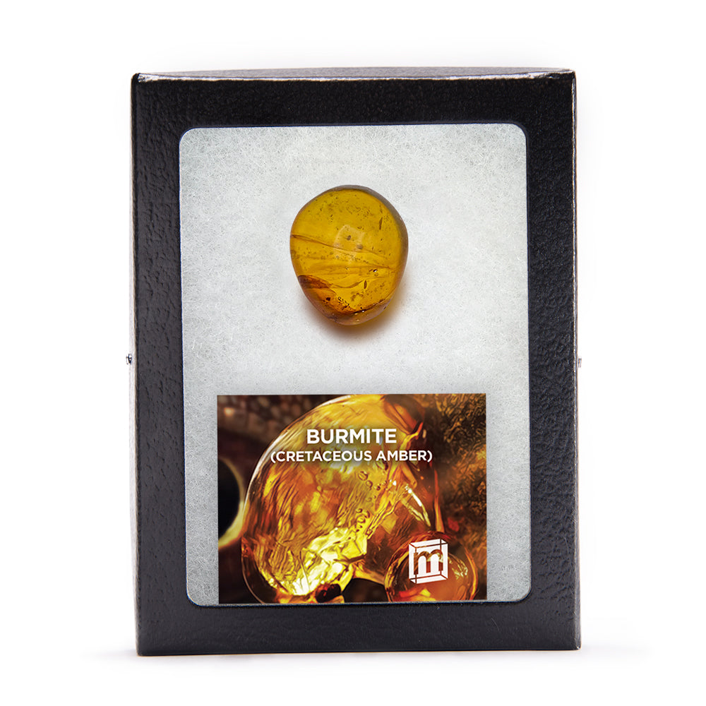 Burmite Cretaceous Amber