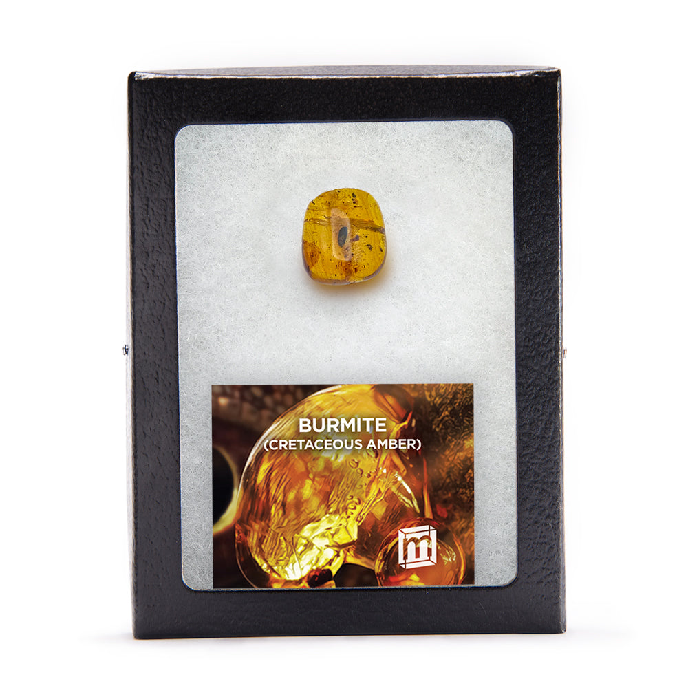 Burmite Cretaceous Amber