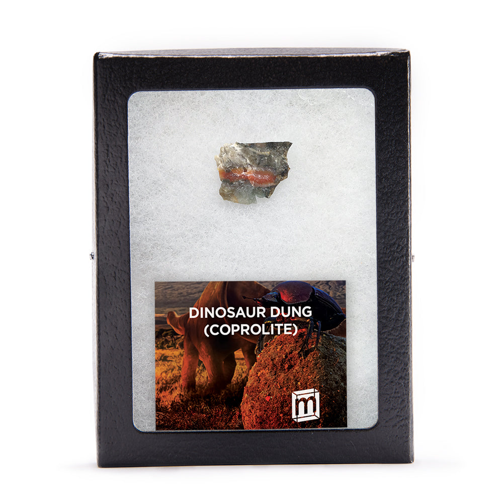 Dinosaur Dung (Coprolite) - Classic Riker Box Specimen
