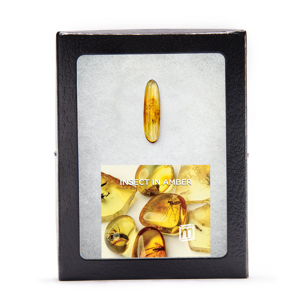 Insect in Amber - Baltic Amber