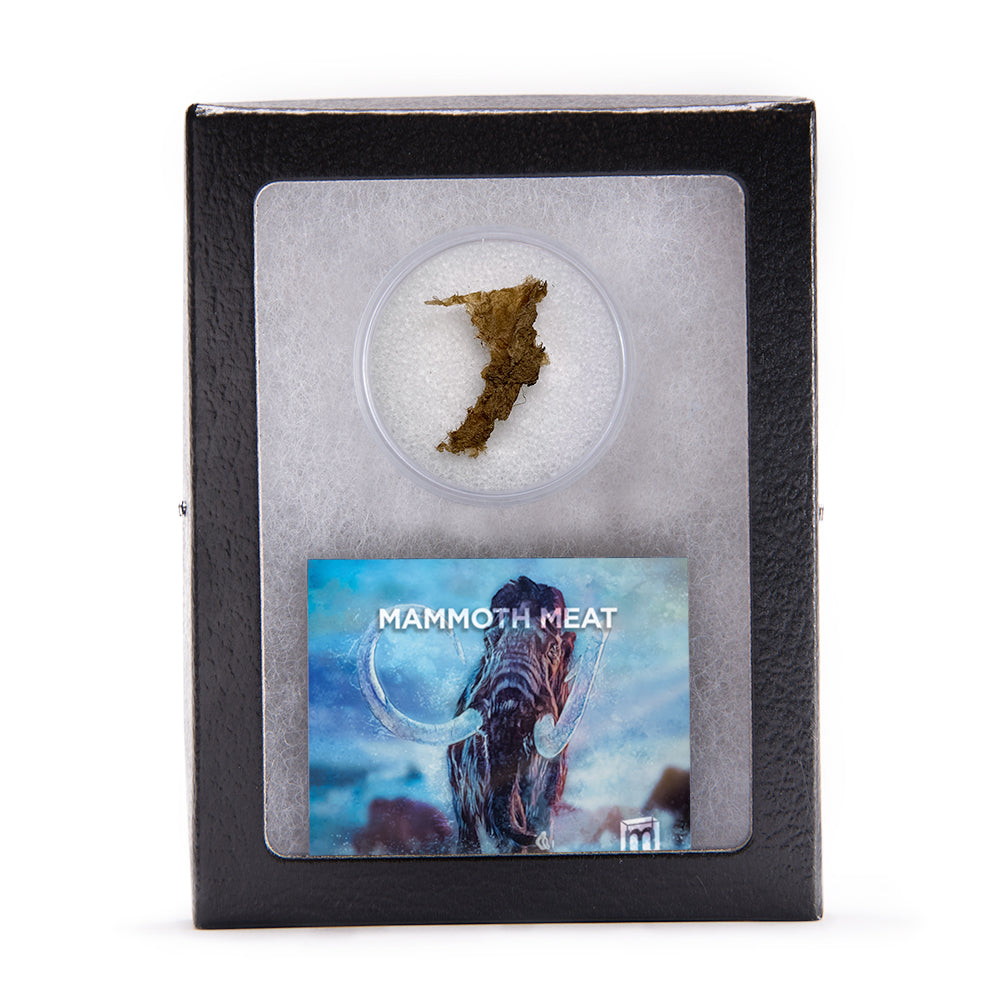 mammoth cigarettes price Mammoth Hair Collectible Specimen, Radiocarbon dated, Includes Display Case mammoth cigarettes price Mammoth Hair Collectible Specimen, Radiocarbon dated, Includes Display Case