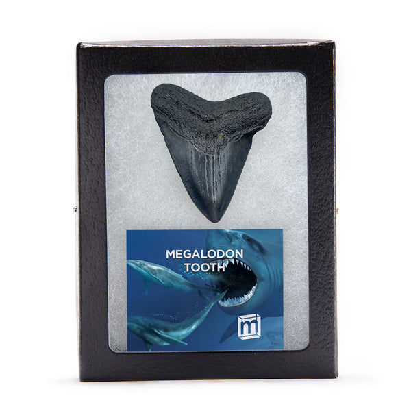 Megalodon Natural Fossil Teeth Mini Museum