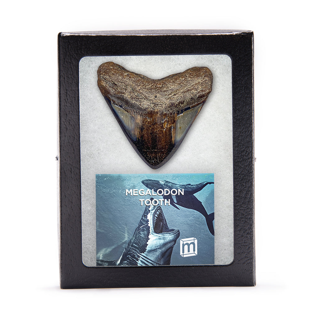 Megalodon Teeth, Classic Fossil Collectibles - Mini Museum