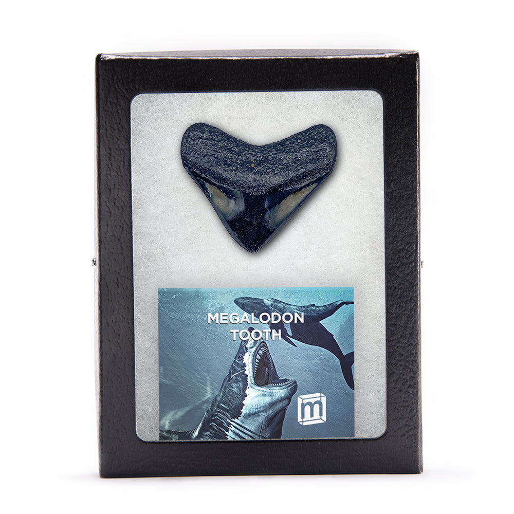Megalodon Tooth (Boxed Sizes) Polished