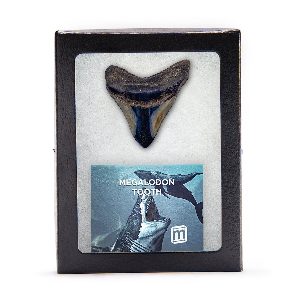 Megalodon Teeth, Classic Fossil Collectibles - Mini Museum