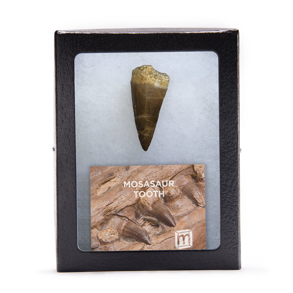 Mosasaur Teeth - Classic Boxed Specimens