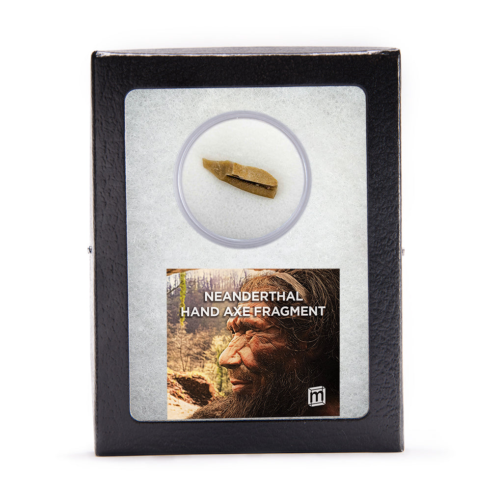 Neanderthal Classic Riker Box Stone Tool Fragment Collectible Specimen ...