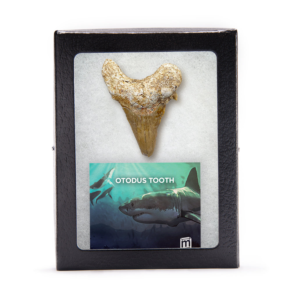 Otodus Fossil Tooth - First Megatooth Shark