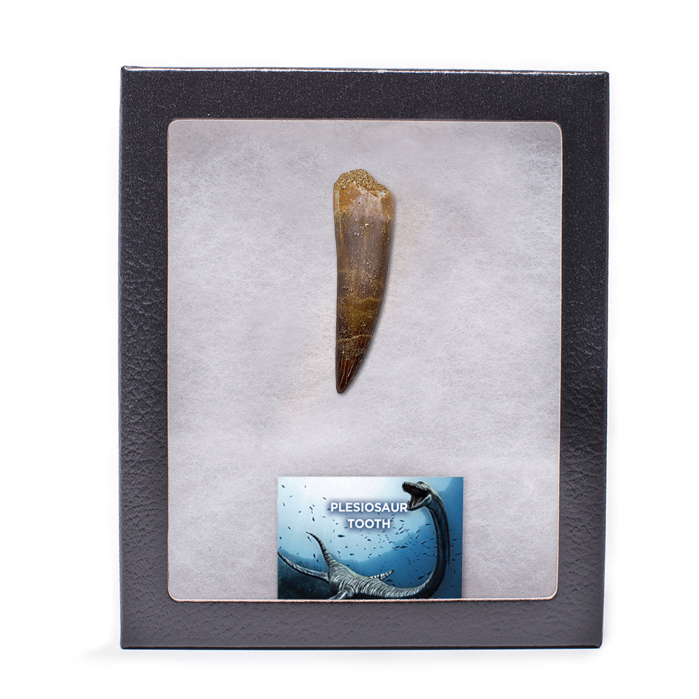 Plesiosaur Tooth - Classic Riker Box Specimens