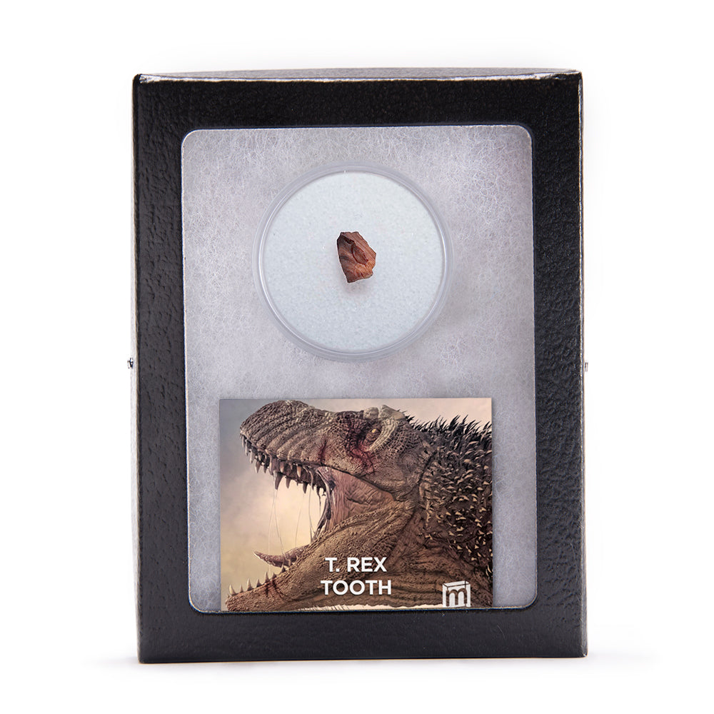 Tyrannosaurus Rex Tooth - SOLD 4.65"