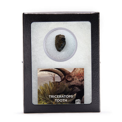 Triceratops Tooth