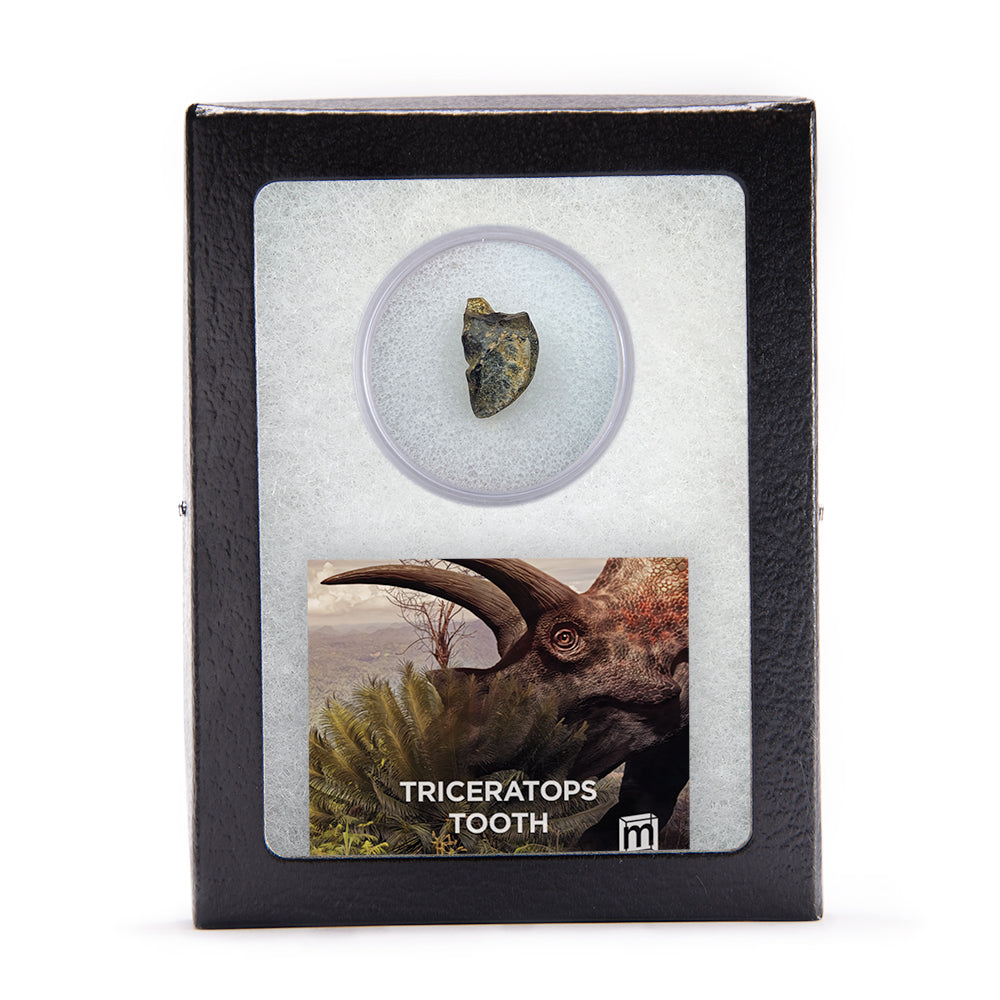 Triceratops Tooth