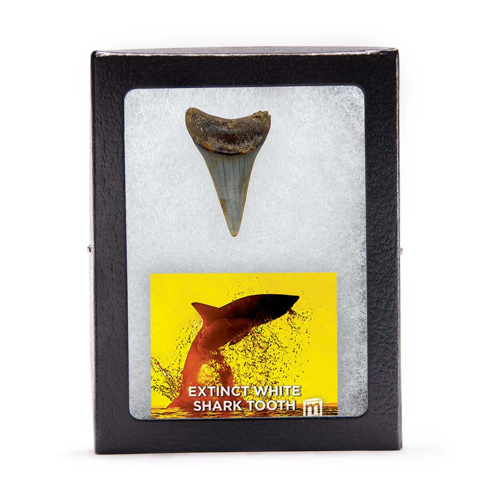 Fossil White Shark Tooth