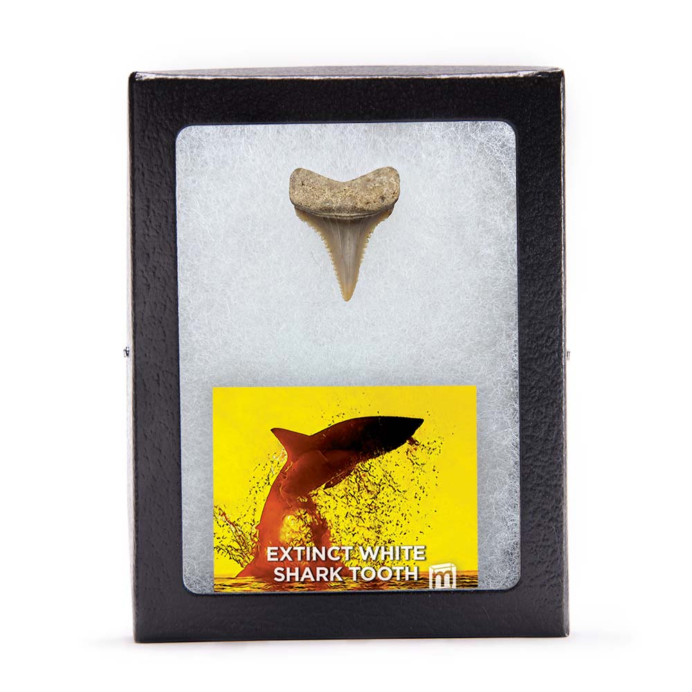 Fossil White Shark Tooth