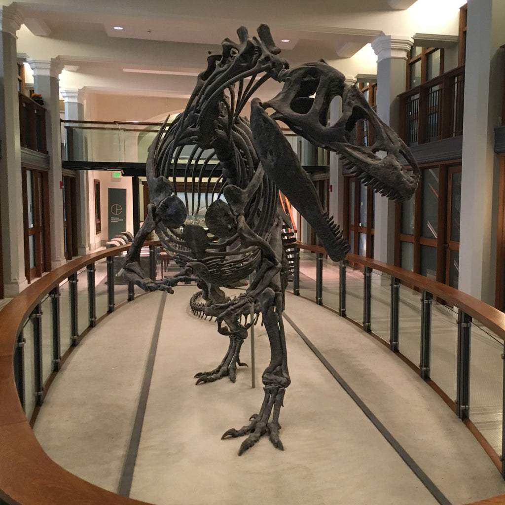 Allosaurus Vertebra