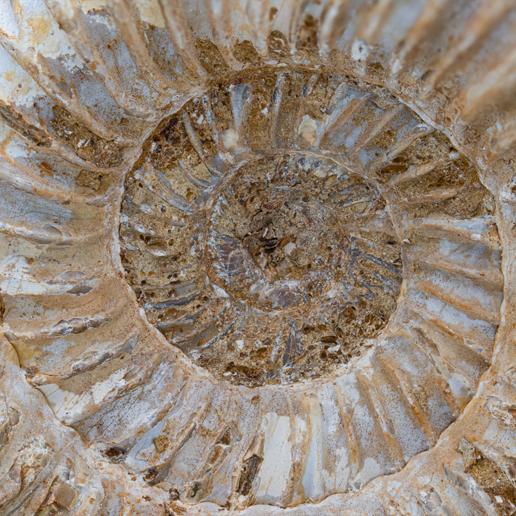 Natural Ammonite - Perisphinctes