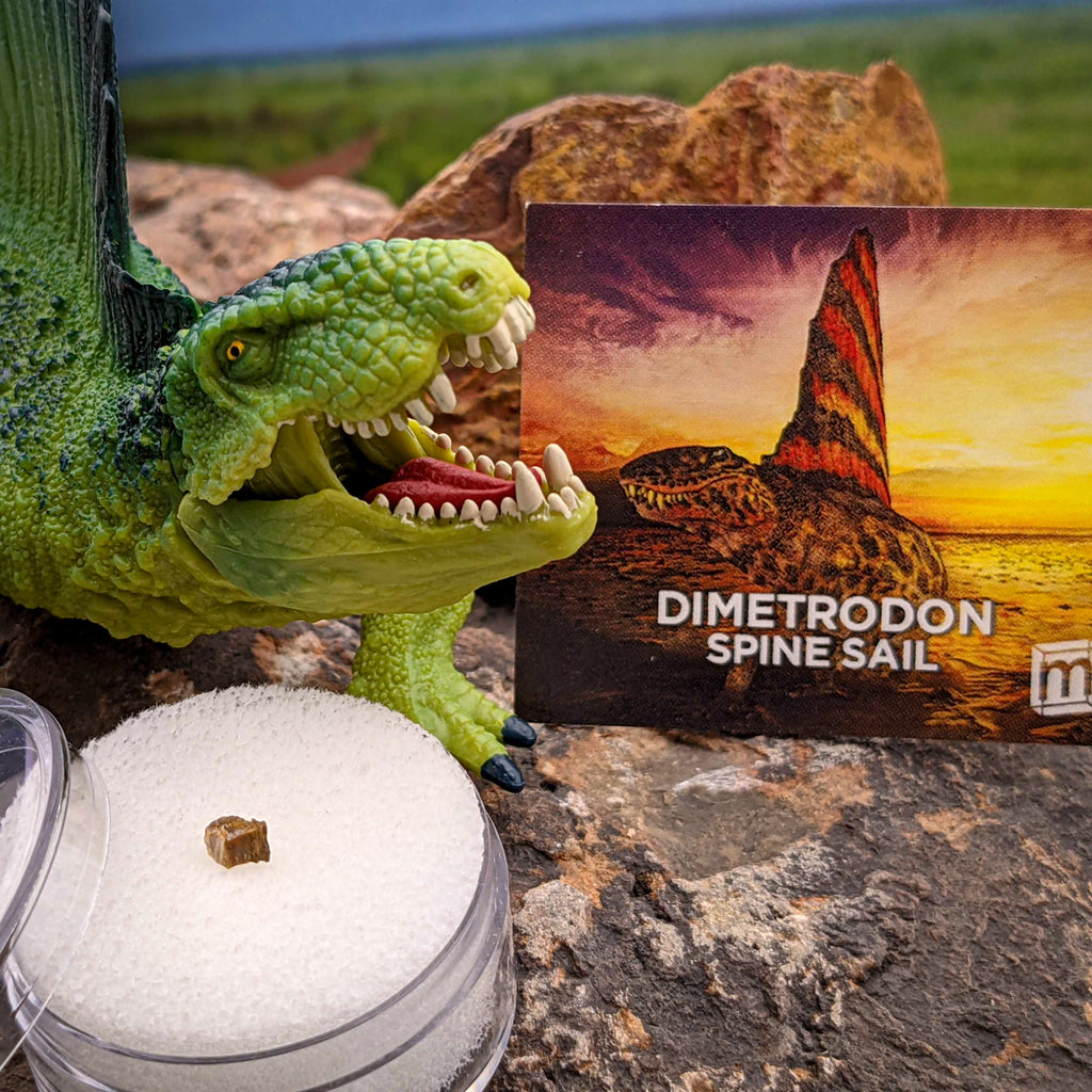 Dimetrodons: Deadly Mammalian Ancestors