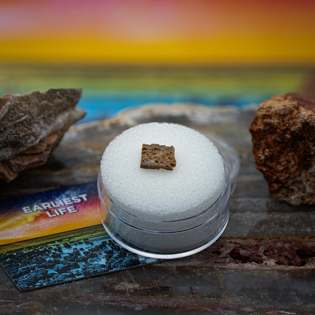 Earliest Life - North Pole Dome Stromatolite - Classic Riker Box Specimen