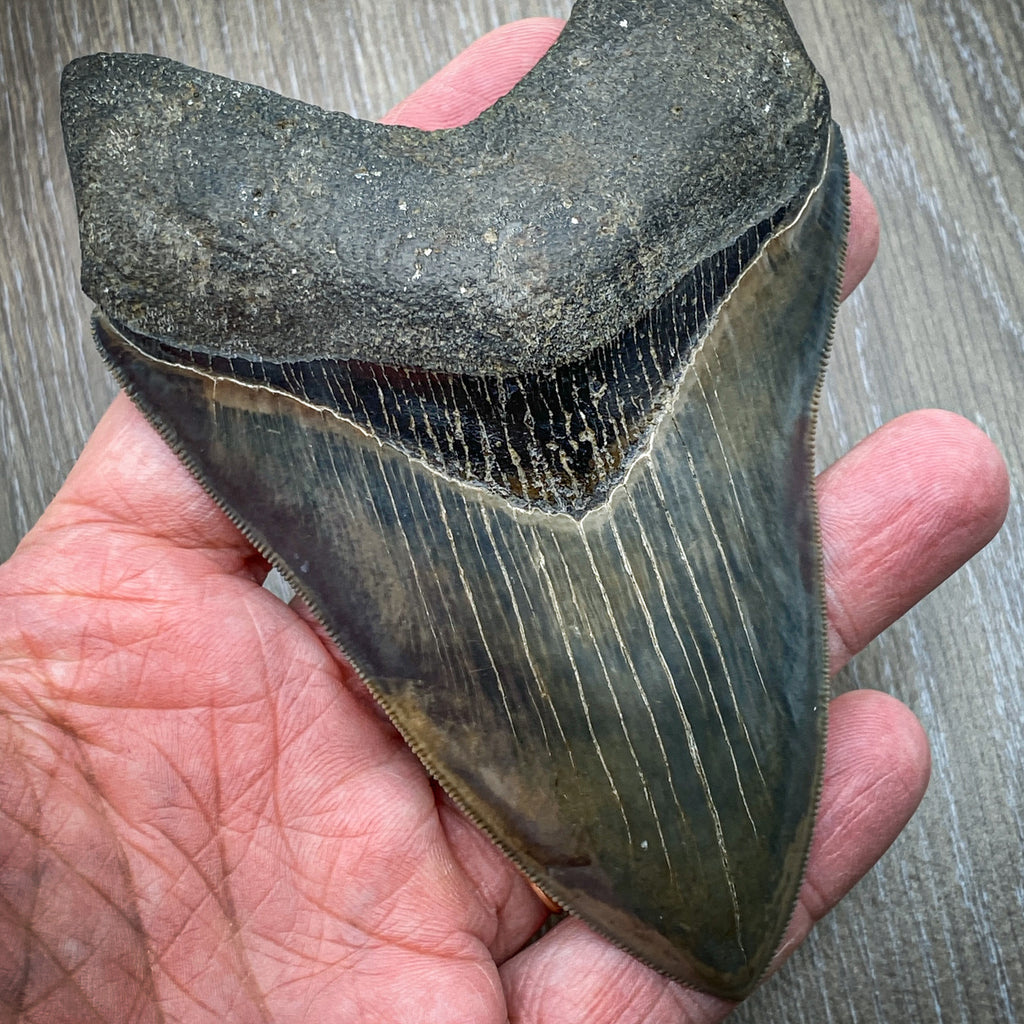 Megalodon Vs Great White Tooth