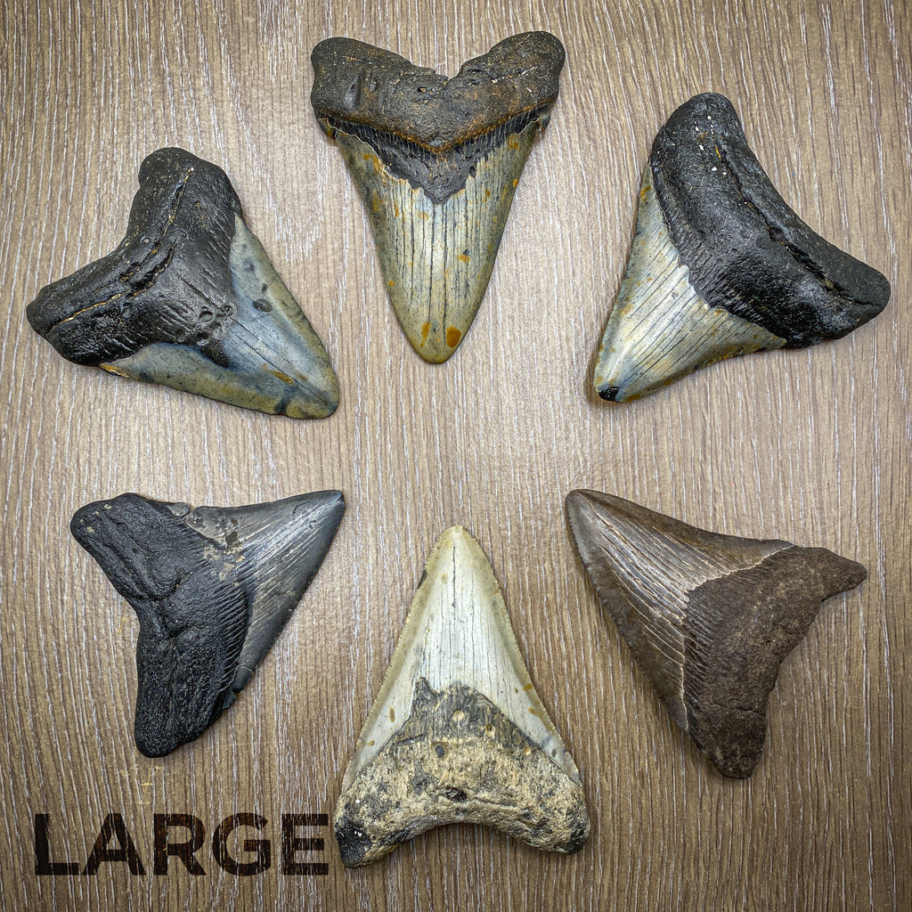 Megalodon Natural Fossil Teeth - Mini Museum