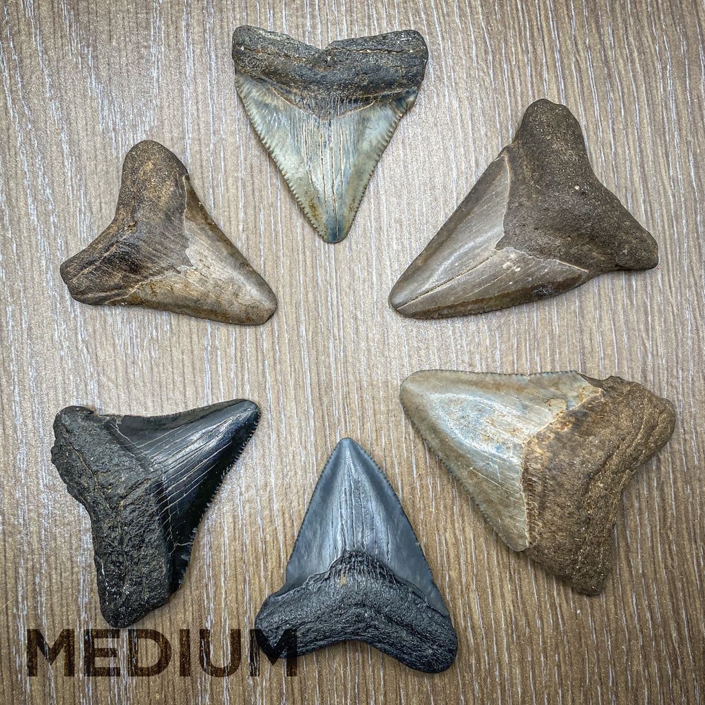 Megalodon Natural Fossil Teeth - Mini Museum