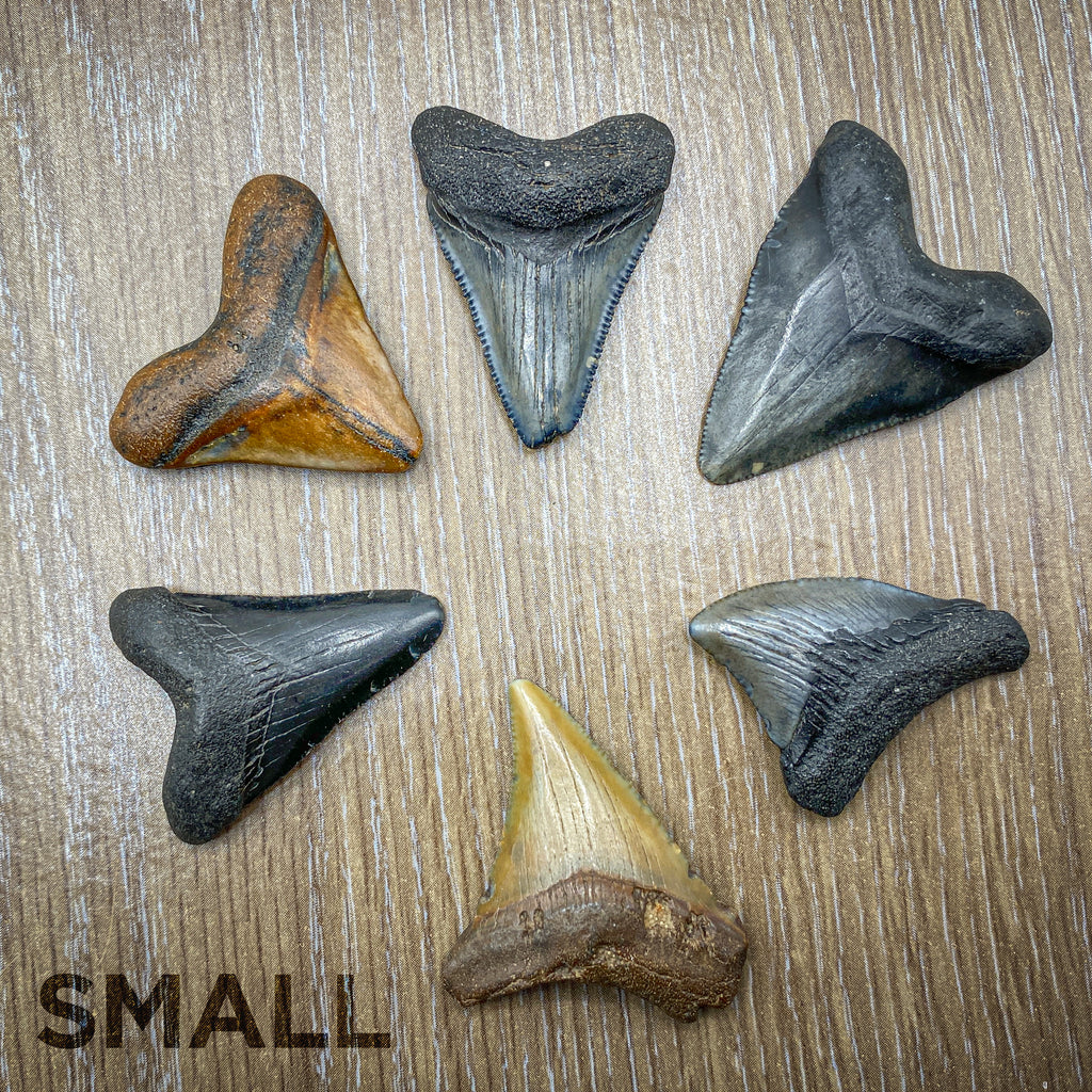 Megalodon Natural Fossil Teeth - Mini Museum