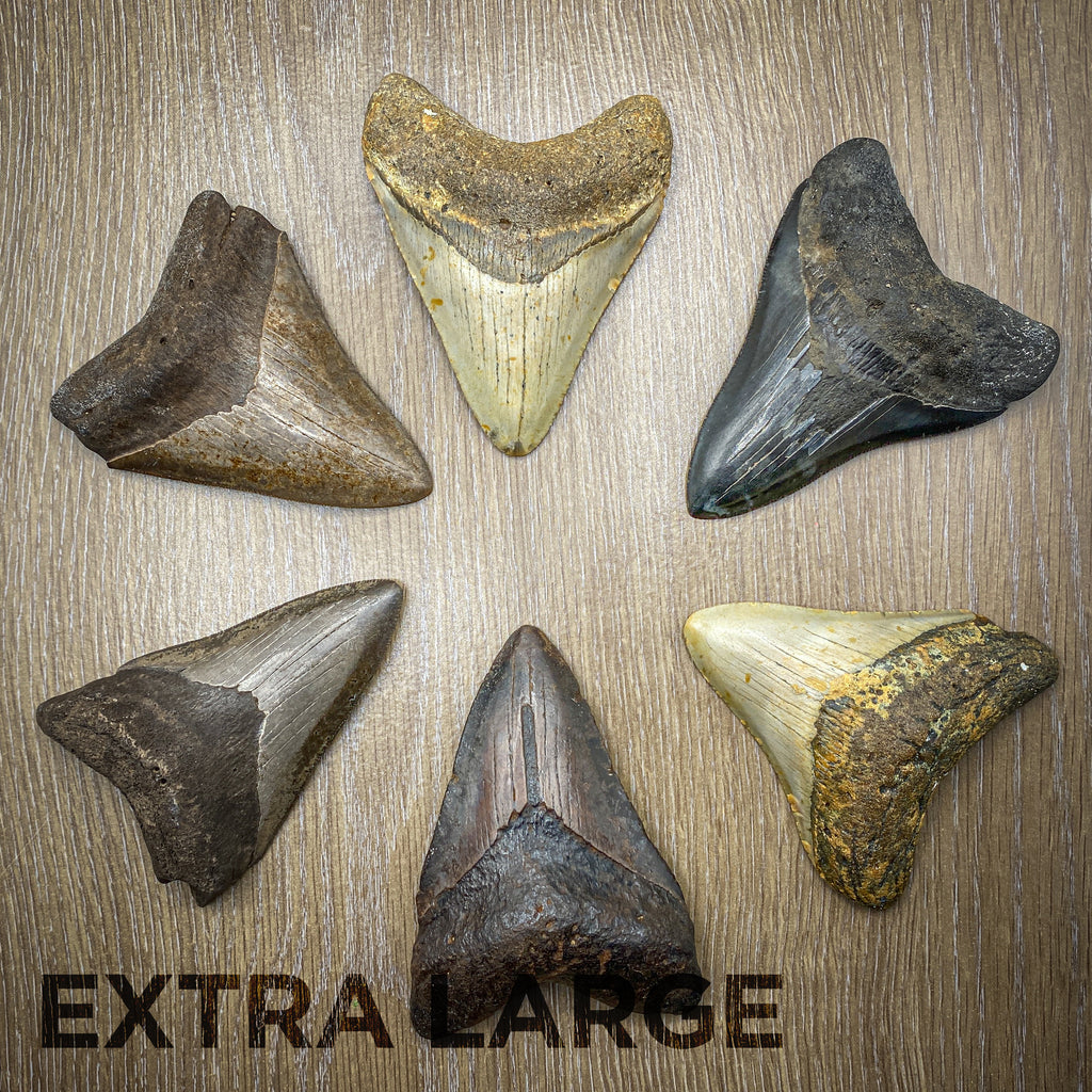 Megalodon Natural Fossil Teeth - Mini Museum