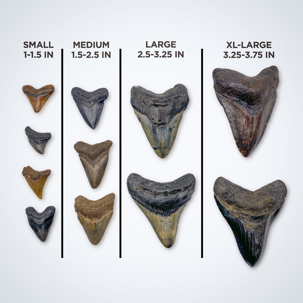 Megalodon Natural Fossil Teeth - Mini Museum