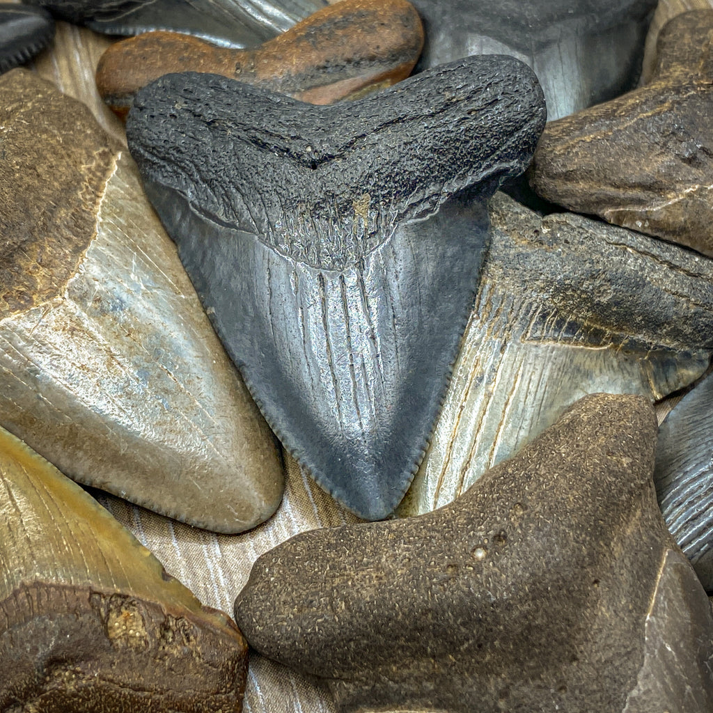 Megalodon Tooth (Boxed Sizes) Natural