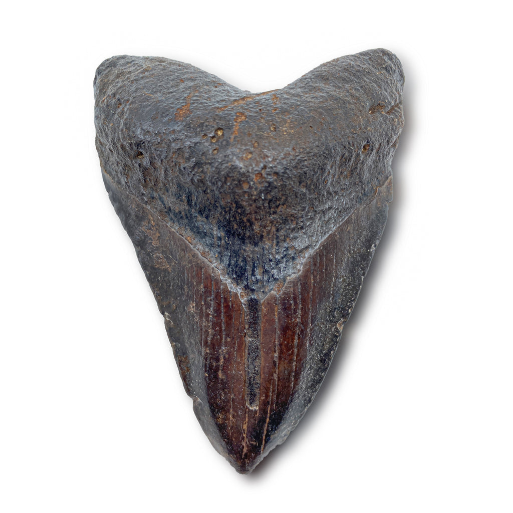 Megalodon Natural Fossil Teeth - Mini Museum