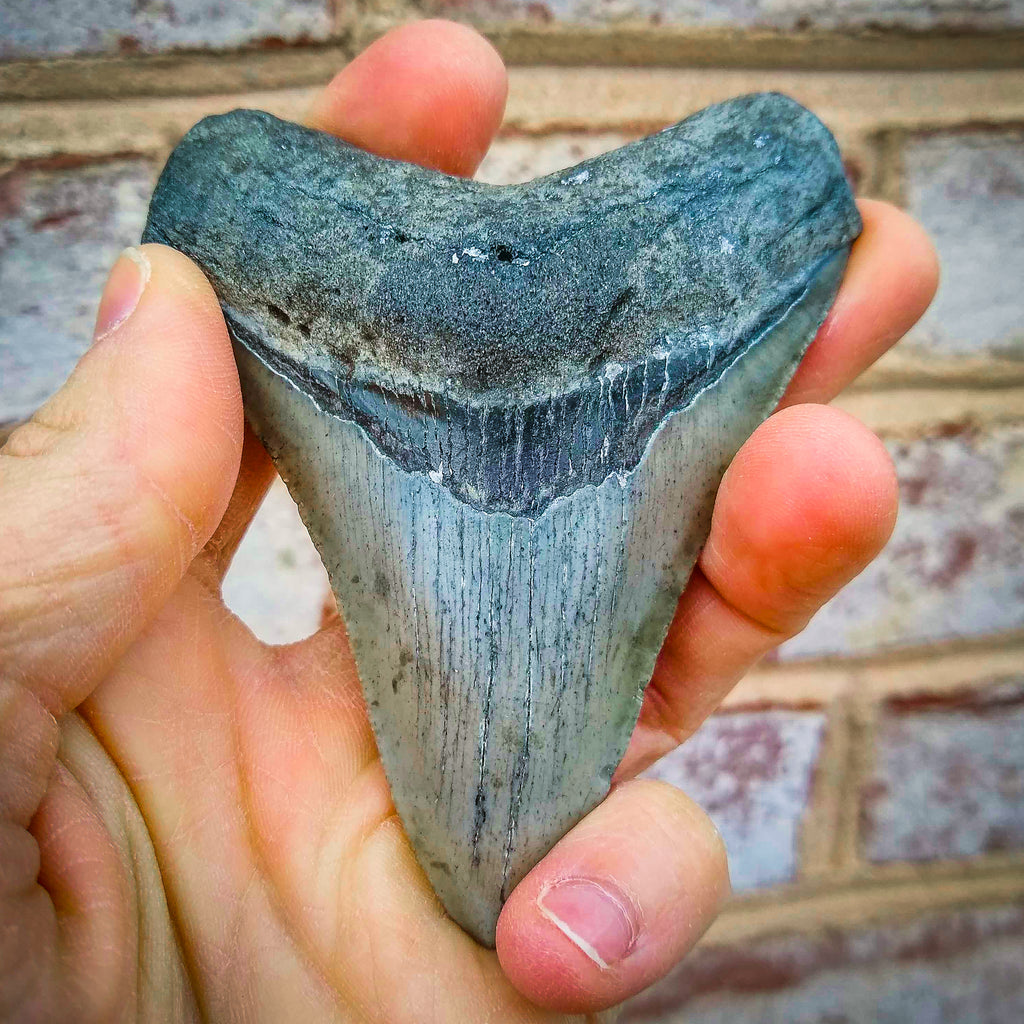 Megalodon Natural Fossil Teeth - Mini Museum