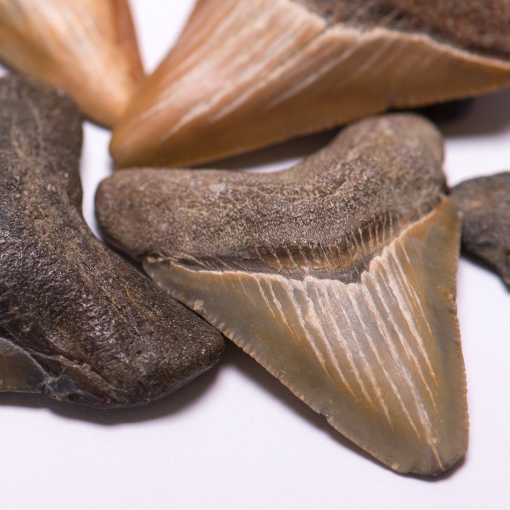 Megalodon Natural Fossil Teeth - Mini Museum