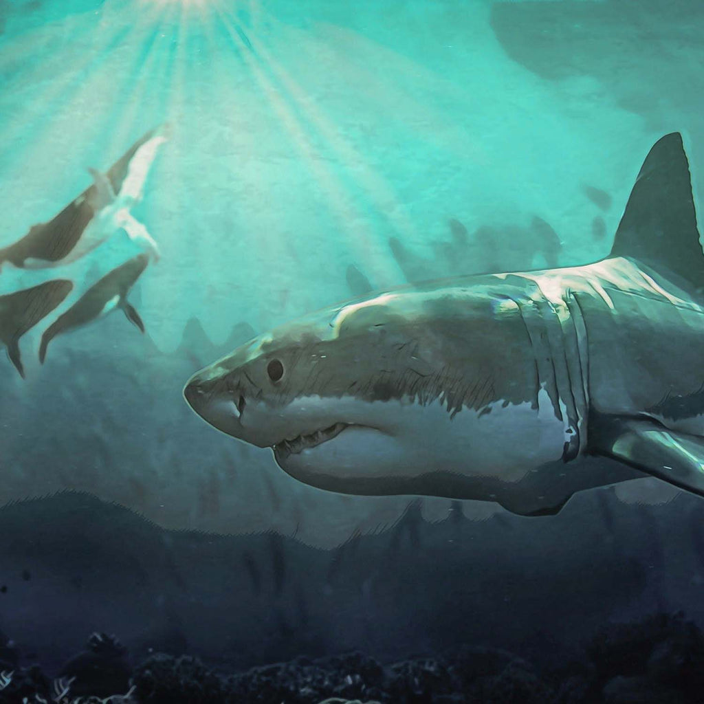 Megalodon Tooth Vs Great White Tooth