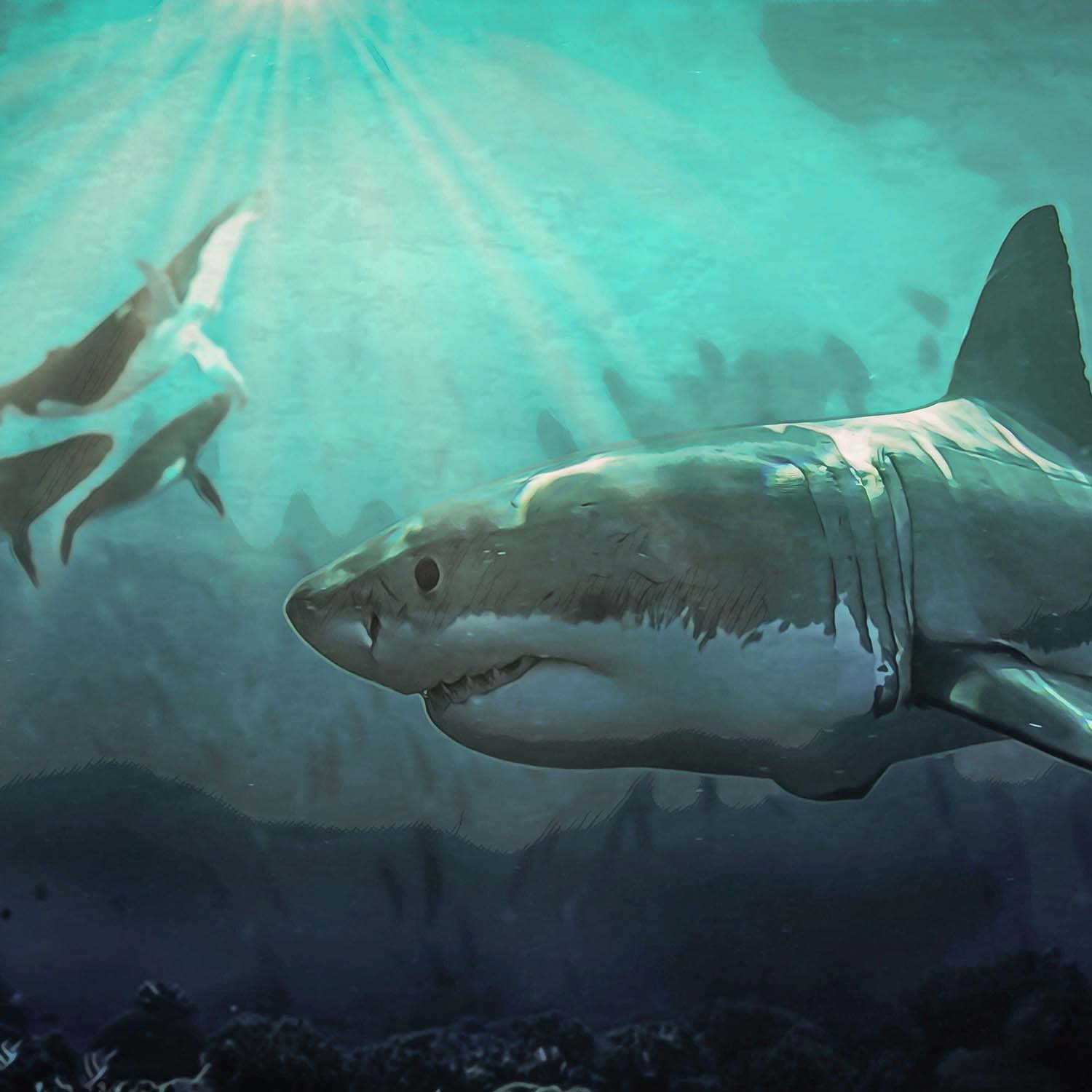 Otodus First Megatooth - Mini Museum