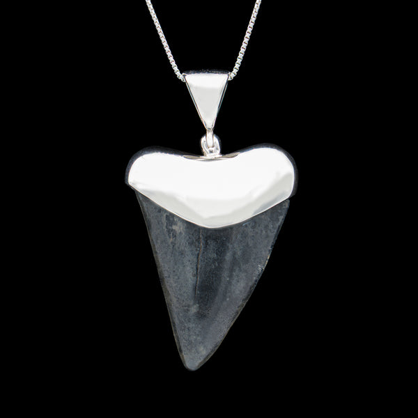 Carcharodontosaurus Tooth Fossil Pendant Dinosaur Tooth Necklace 925  Sterling Silver Real Dinosaur Tooth Dinosaur Gifts - Etsy Australia