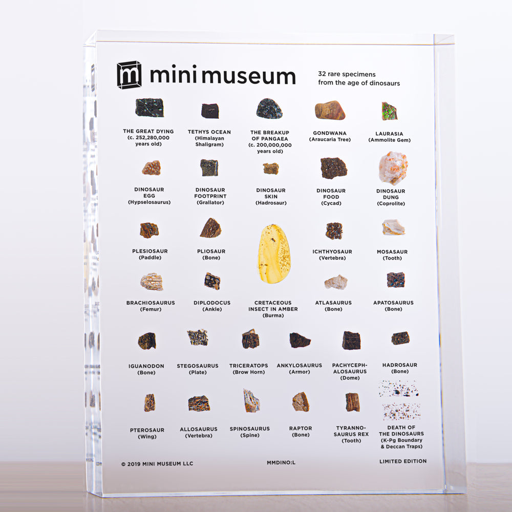 Mini Museum - Age of Dinosaurs (LARGE - 32 Specimens)