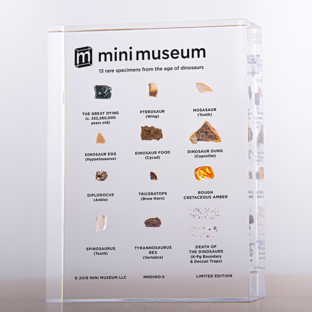 Mini Museum - Age of Dinosaurs (SMALL - 13 Specimens)