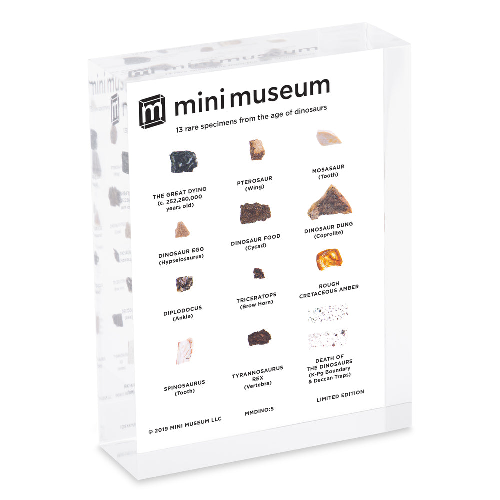 Mini Museum - Age of Dinosaurs (SMALL - 13 Specimens)