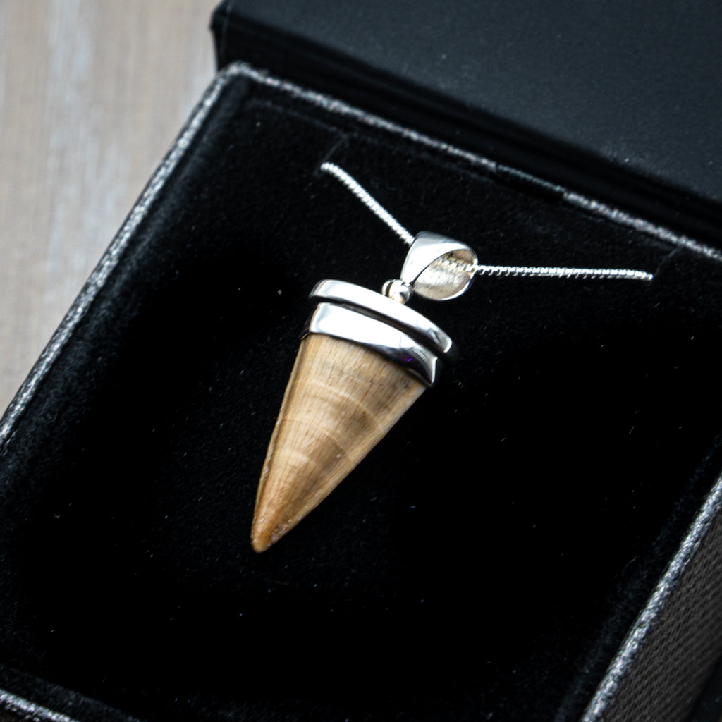 Mosasaur Tooth Pendant Necklace