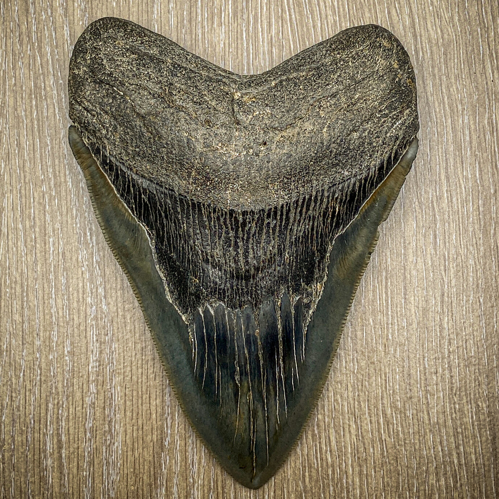 Megalodon Tooth - SOLD 6.0" - "JAW-SOME"
